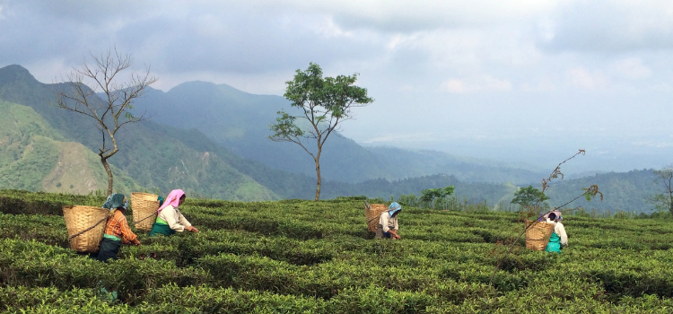 Durgi - Tea Plucker at Makaibari