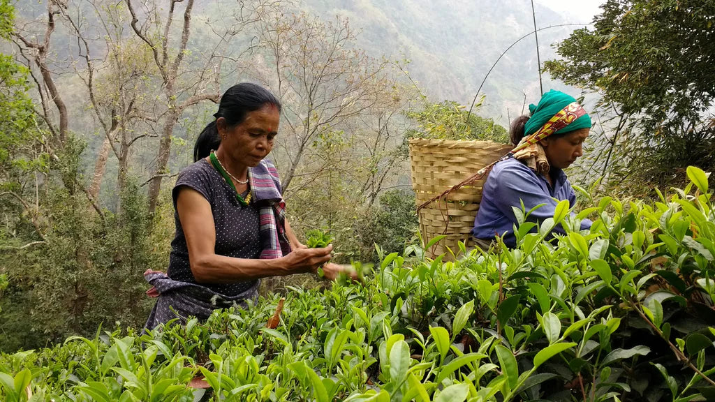 Homestay Program at Makaibari